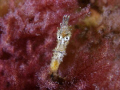   was amazed find this tiny juvenile Short Headed Seahorse staring me they are usually very shy turn away. Olympus 5060 SeaSea ys90 Duo Nikonos sb105. Port Philip Bay Melbourne.Taken 25 Nov 2008. away ys-90 ys 90 sb105 MelbourneTaken Melbourne Taken 2008  